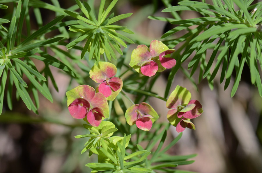 Fiore del Summano da ID.-  Euphorbia cyparissias